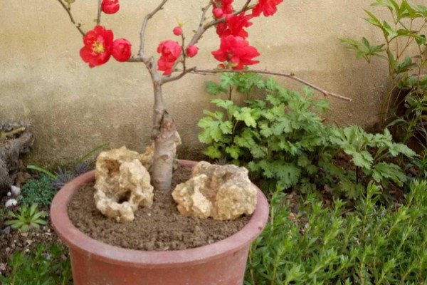 海棠树好养吗，是比较好养的植物