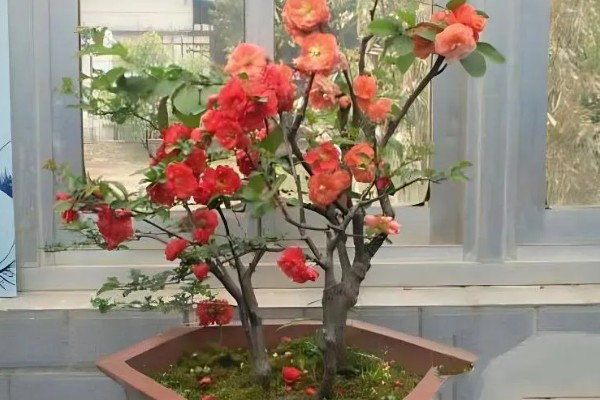 海棠树好养吗，是比较好养的植物