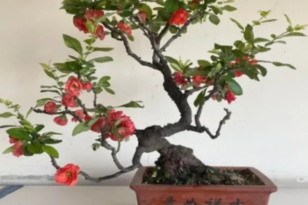 海棠树好养吗，是比较好养的植物