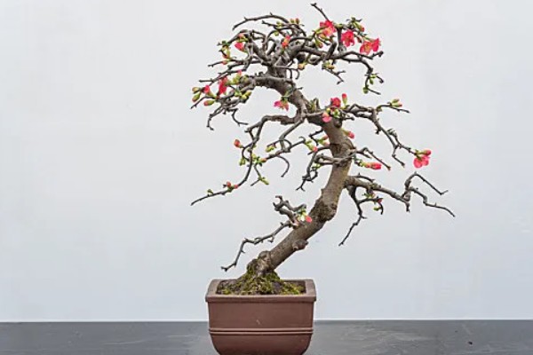 海棠树好养吗，是比较好养的植物