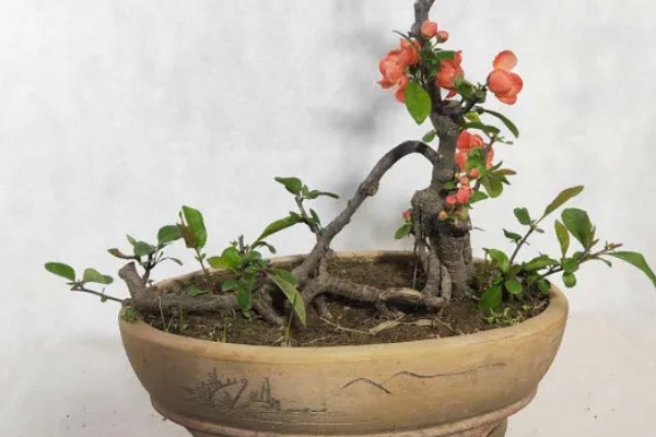 海棠树好养吗，是比较好养的植物