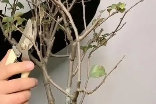 海棠树好养吗，是比较好养的植物