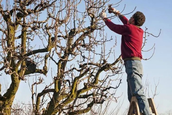 海棠树好养吗，是比较好养的植物