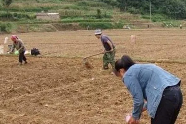 山药怎么种，一般是用无性繁殖