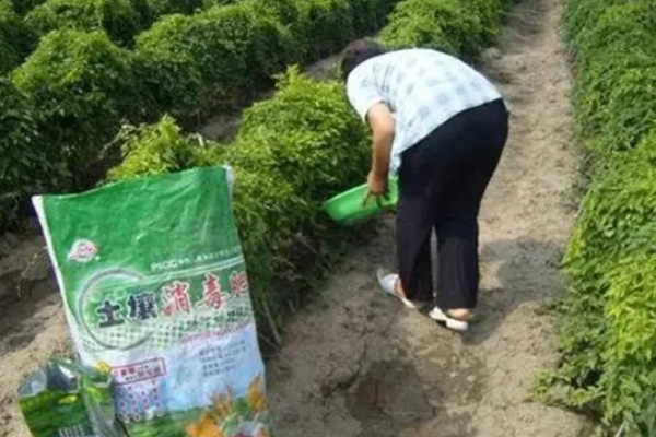 山药怎么种，一般是用无性繁殖