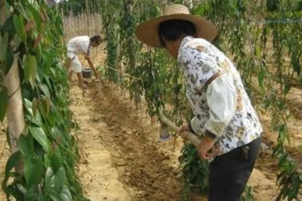 山药怎么种，一般是用无性繁殖