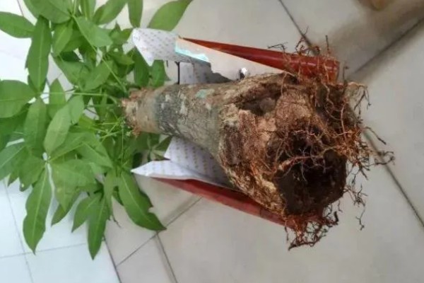 发财树如何修剪，长到30-50cm的时候打顶