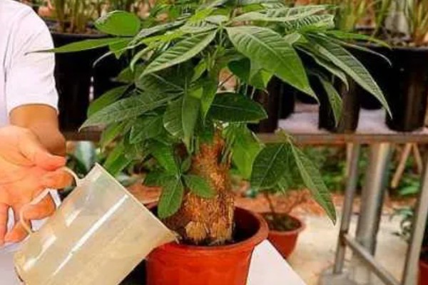 发财树如何修剪，长到30-50cm的时候打顶