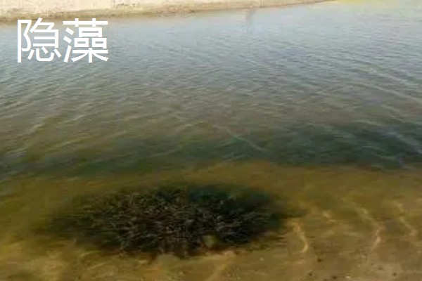 鱼塘黑水改善水质的方法，可能是有机质过量所致