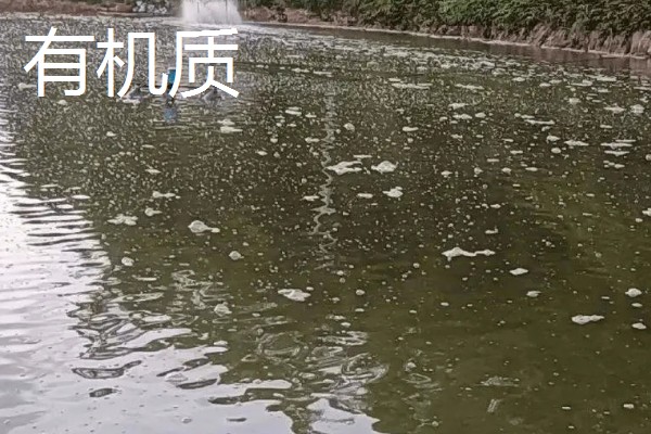 鱼塘黑水改善水质的方法，可能是有机质过量所致