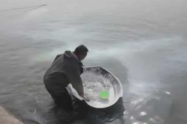 鱼塘黑水改善水质的方法，可能是有机质过量所致