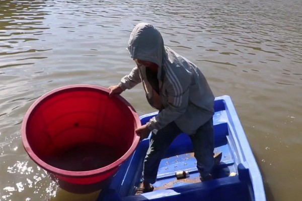 鱼塘黑水改善水质的方法，可能是有机质过量所致