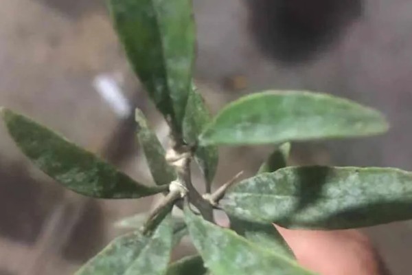 枸杞白粉病的病害特征，叶面覆满白色霉斑