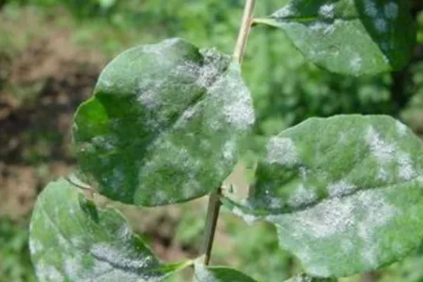 枸杞白粉病的病害特征，叶面覆满白色霉斑