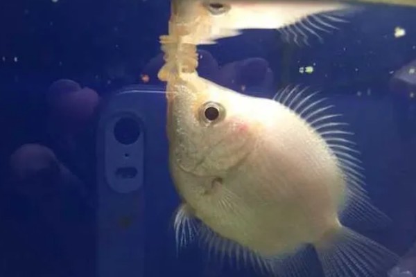 接吻鱼为什么一动不动，可能是不适应新环境或水温低所致