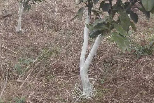 柑桔树脂病用哪种药，可选择多菌灵可湿性粉剂
