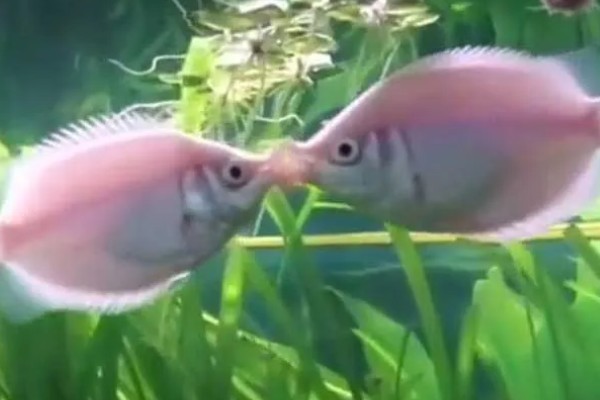 接吻鱼为什么一动不动，可能是不适应新环境或水温低所致