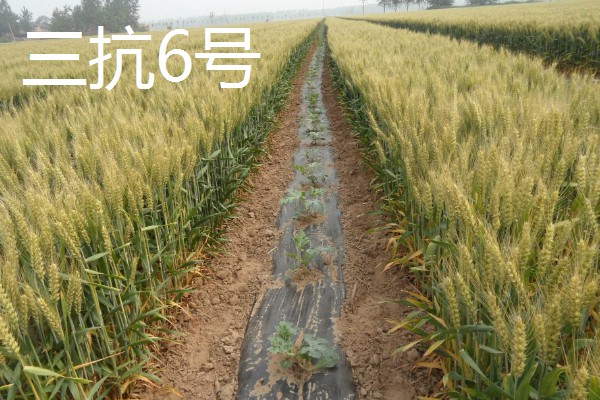 河北抗旱抗盐碱小麦品种，推荐三抗6号、捷麦19等