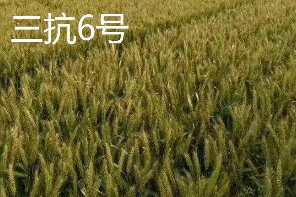 河北抗旱抗盐碱小麦品种，推荐三抗6号、捷麦19等