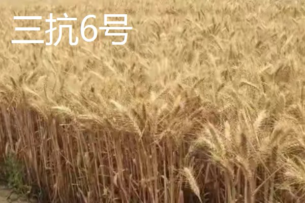 河北抗旱抗盐碱小麦品种，推荐三抗6号、捷麦19等
