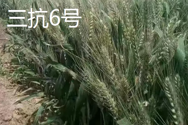 河北抗旱抗盐碱小麦品种，推荐三抗6号、捷麦19等