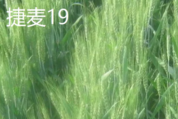 河北抗旱抗盐碱小麦品种，推荐三抗6号、捷麦19等