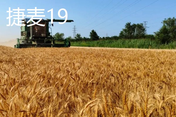 河北抗旱抗盐碱小麦品种，推荐三抗6号、捷麦19等