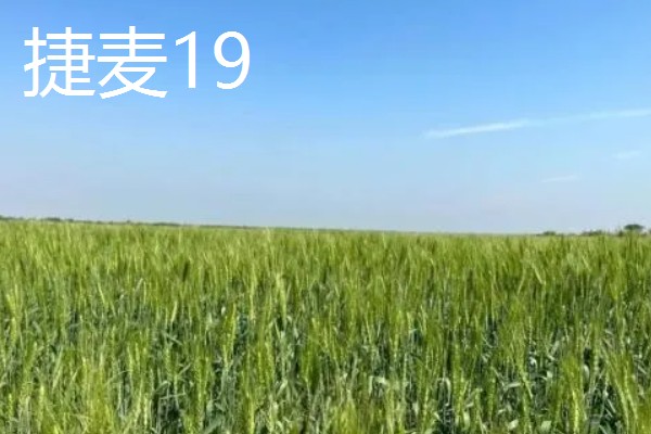 河北抗旱抗盐碱小麦品种，推荐三抗6号、捷麦19等