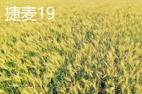 河北抗旱抗盐碱小麦品种，推荐三抗6号、捷麦19等
