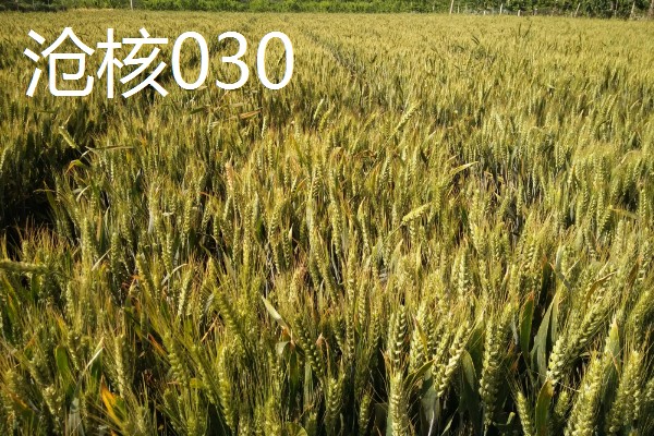 河北抗旱抗盐碱小麦品种，推荐三抗6号、捷麦19等
