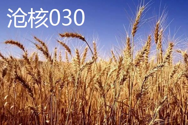 河北抗旱抗盐碱小麦品种，推荐三抗6号、捷麦19等