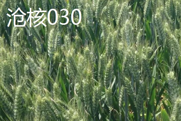 河北抗旱抗盐碱小麦品种，推荐三抗6号、捷麦19等