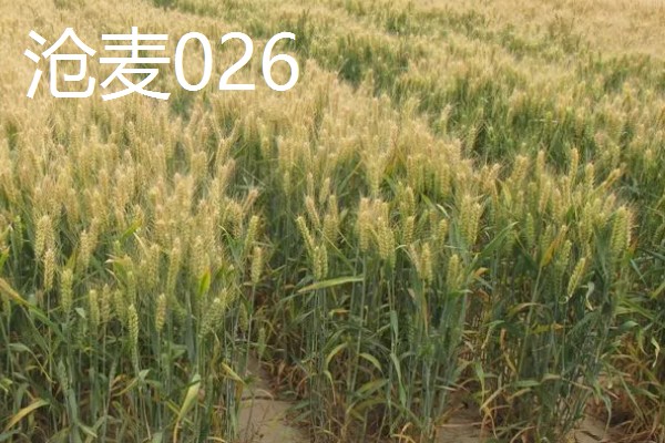 河北抗旱抗盐碱小麦品种，推荐三抗6号、捷麦19等
