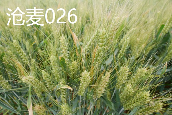 河北抗旱抗盐碱小麦品种，推荐三抗6号、捷麦19等