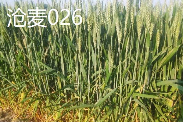 河北抗旱抗盐碱小麦品种，推荐三抗6号、捷麦19等