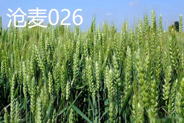 河北抗旱抗盐碱小麦品种，推荐三抗6号、捷麦19等