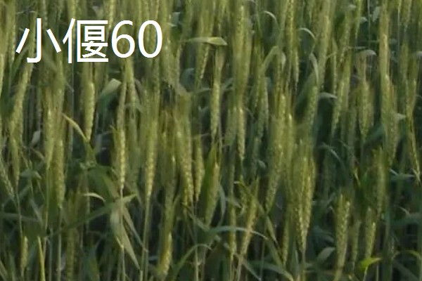 河北抗旱抗盐碱小麦品种，推荐三抗6号、捷麦19等