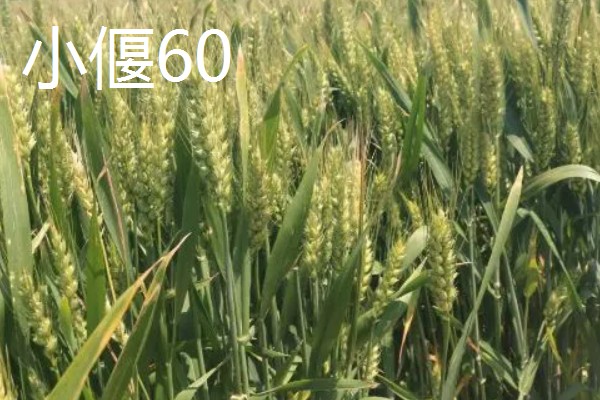 河北抗旱抗盐碱小麦品种，推荐三抗6号、捷麦19等