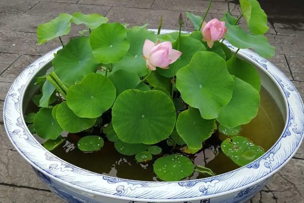 冬天荷花怕冷吗，冬天荷花是怕冷的