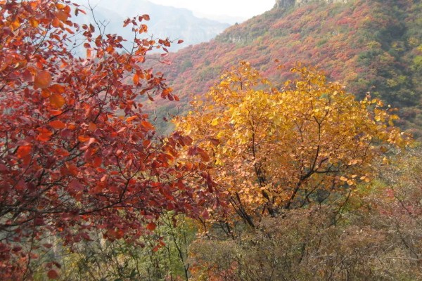 天桂山红叶在什么时候红,在9月份开始变红