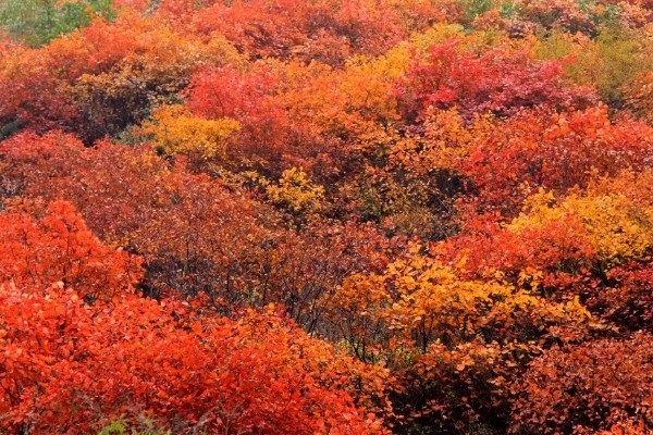 天桂山红叶在什么时候红,在9月份开始变红