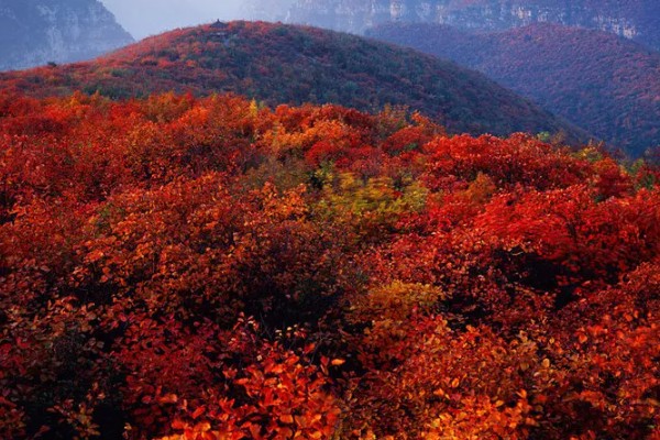 天桂山红叶在什么时候红,在9月份开始变红