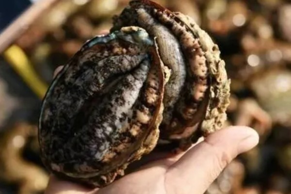 鲍鱼是不是海鲜，属于名贵的海珍品