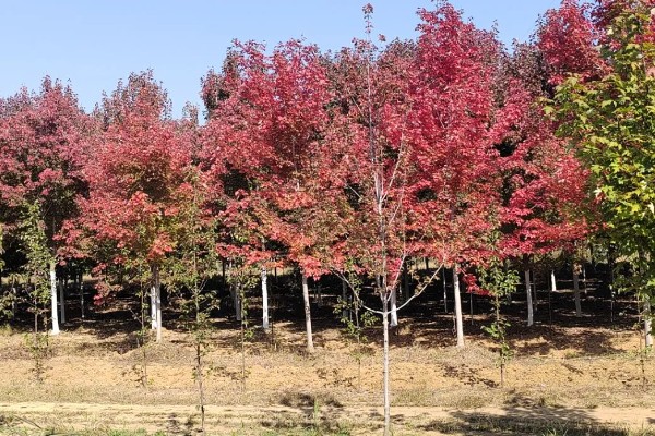农村种植美国红枫的前景，总的来说前景很不错