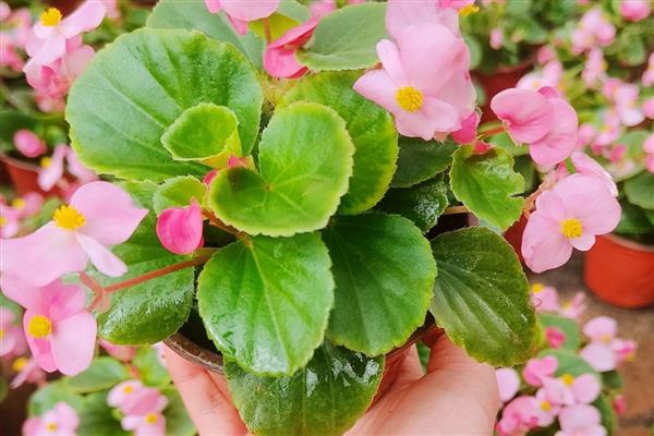 海棠花的养殖方法，要记得给海棠花定时浇水