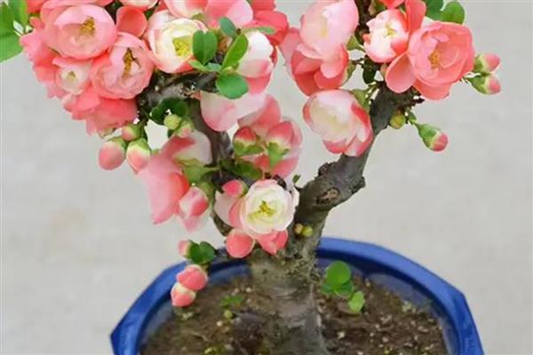 海棠花的养殖方法，要记得给海棠花定时浇水