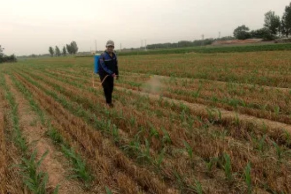 秋玉米在什么时候收获，可以在10月份收获