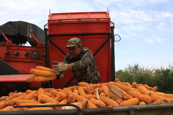 秋玉米在什么时候收获，可以在10月份收获