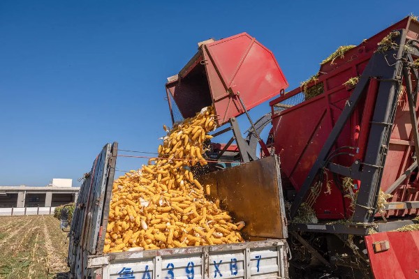 秋玉米在什么时候收获，可以在10月份收获