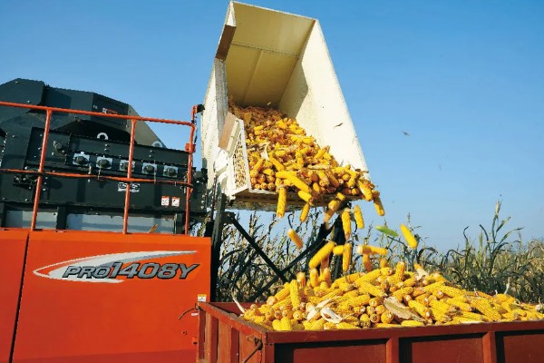 秋玉米在什么时候收获，可以在10月份收获